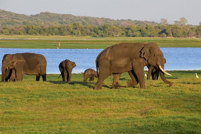 Private Day Trip To Sigiriya Dambulla and Safari From Colombo - Why This Colombo Day Trip Works