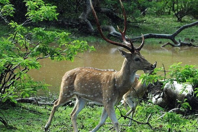 Private Day Trip To Sigiriya Dambulla and Safari From Colombo - The Long Road From Colombo or Negombo