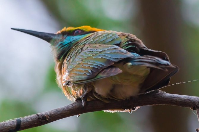 Private Day Trip to Yala National Park from Colombo - What the $180 price really covers