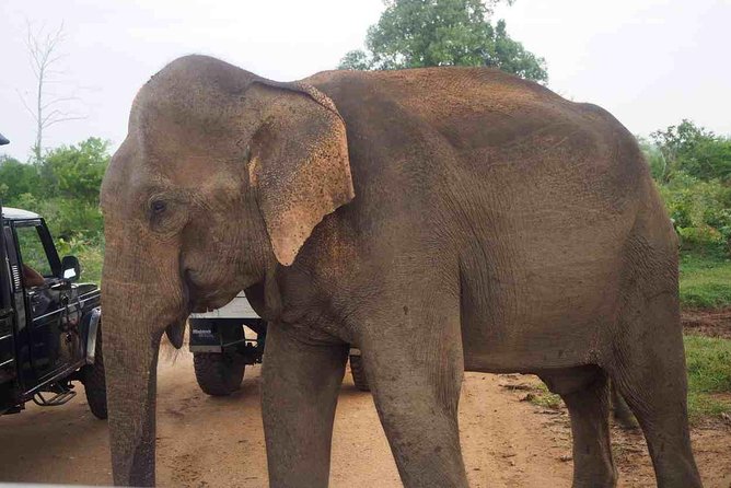 Private Day Trip to Yala National Park from Colombo - Who should book this private Yala trip