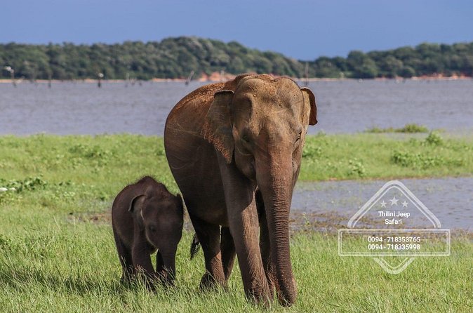 Private Elephant Safari Tour at Hurulu Eco Park - A private jeep changes the feel of the outing