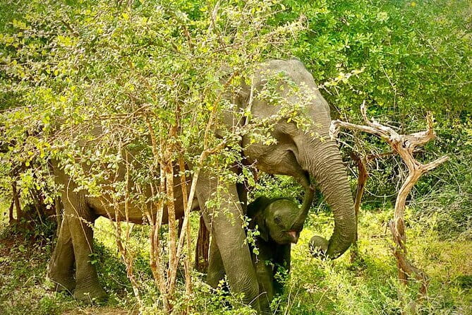 Private Full Day Udawalawe Safari Trip with Lunch - Lunch, water, and the practical details