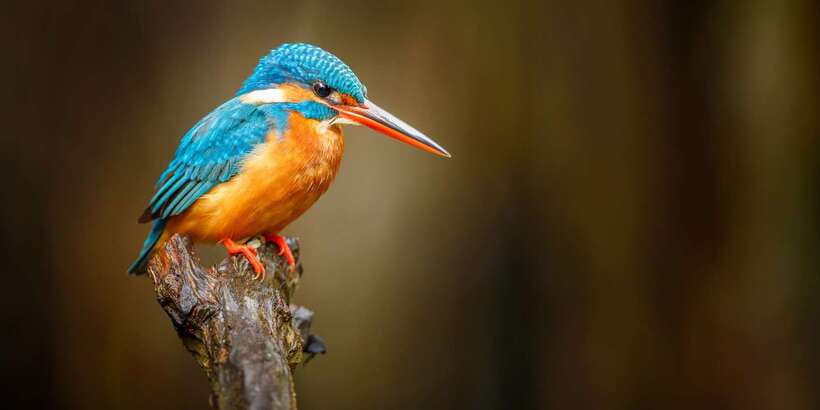 Private Galle and Bentota Day-Tour From Colombo - Who will get the most from this tour
