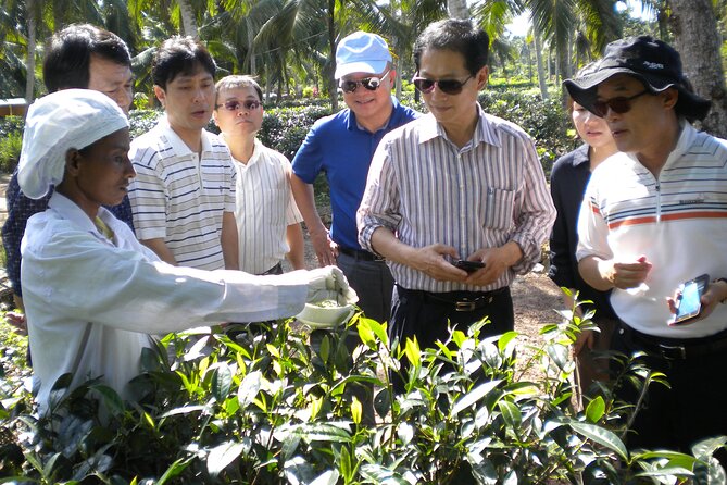 Private Galle Day Tour with Boat Safari & Tea Factory Visit - All Inclusive - Tea plantation and factory: Sri Lanka’s working side