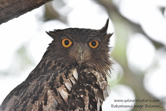 Private Half Day Safari Tour to Yala NP From Tangalle and Drop Back - Why the 5 AM Start Matters at Yala