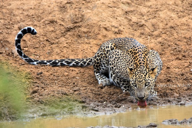 Private Half Day Safari Tour to Yala NP From Tangalle and Drop Back - Entering Yala With an Experienced Driver-Guide