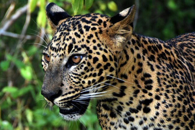 Private Half Day Safari Tour to Yala NP From Tangalle and Drop Back - What You Might See Beyond the Leopard