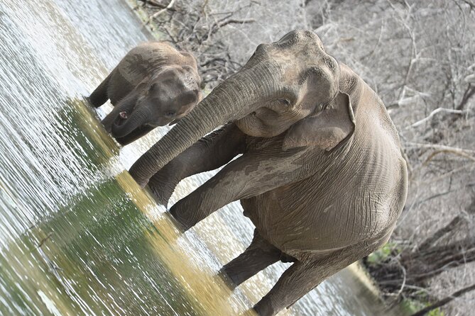 Private Half Day Safari Tour to Yala NP From Tangalle and Drop Back - The Lunch Break From Noon to 2 PM