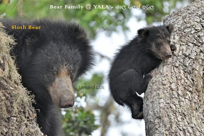 Private Half Day Safari Tour to Yala NP From Tangalle and Drop Back - Leaving the Park Around 5 PM