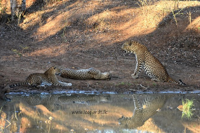 Private Half Day Safari Tour to Yala NP From Tangalle and Drop Back - Is $200 Per Person Good Value?