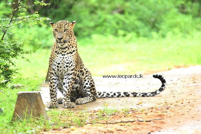 Private Half Day Safari Tour to Yala NP From Tangalle and Drop Back - The Modified Toyota Hilux Experience