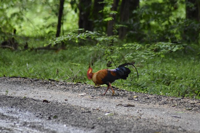 Private Jeep Safari at Minneriya National Park - Half Day Tour - Key points to know before you book
