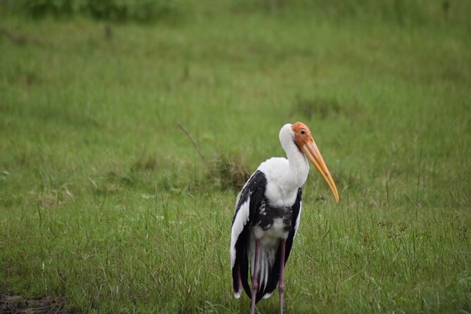 Private Jeep Safari at Minneriya National Park - Half Day Tour - The drive into elephant country
