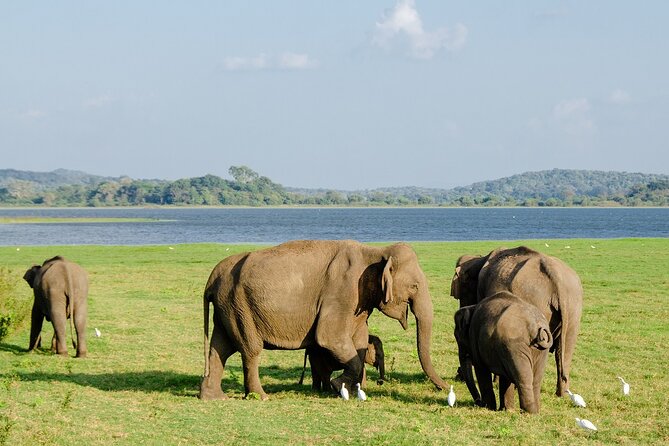 Private Jeep Safari at Minneriya National Park to Visit Elephants - What Happens During the Four-Hour Safari