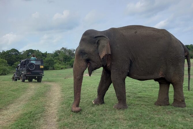 Private Jeep Safari at Minneriya National Park to Visit Elephants - Elephants Are the Main Event