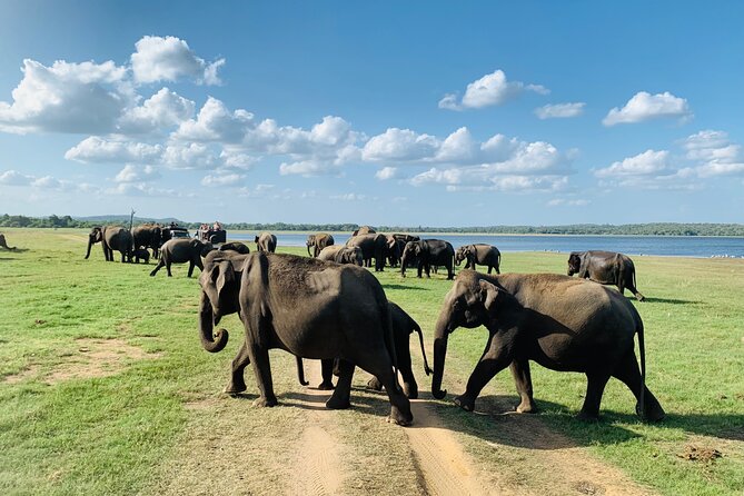 Private Jeep Safari at Minneriya National Park to Visit Elephants - Is the $36 Price Good Value?