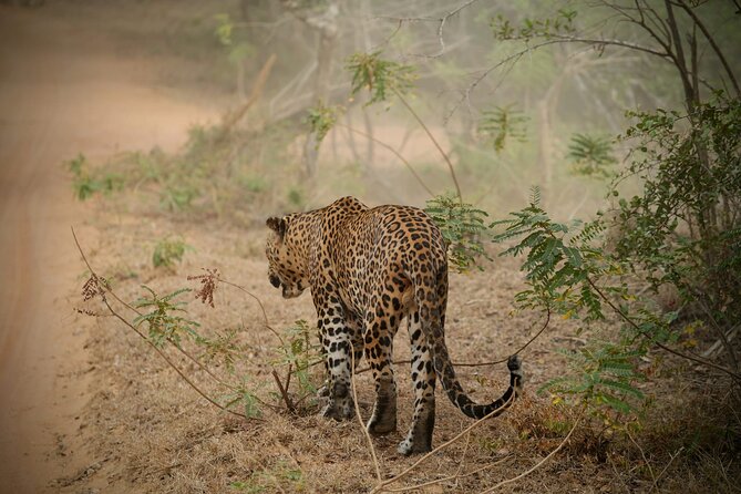 Private Multi Day Sri Lanka Tour with Chauffeur - Six things to know before booking