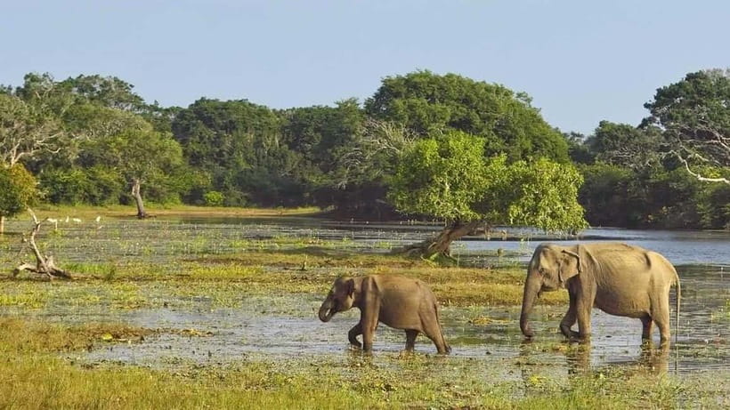 Private Tour from Ella to Hiriketiya with Yala Safari - Key points at a glance