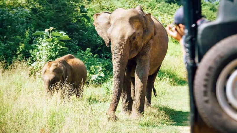 Private Tour from Ella to Hiriketiya with Yala Safari - Why this transfer makes sense
