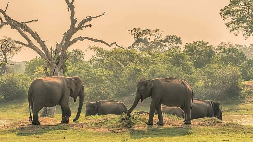 Private Tour from Ella to Hiriketiya with Yala Safari - Four hours among Yala’s grasslands and lagoons