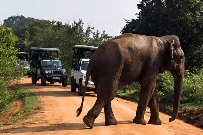 Private Tour from Weligama to Ella with Udawalawe Safari - The animal sightings you might find