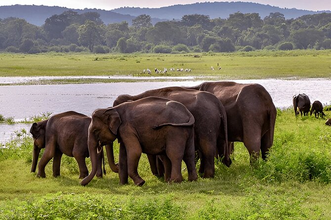 Private Tour from Weligama to Ella with Udawalawe Safari - Comfort, group size, and service