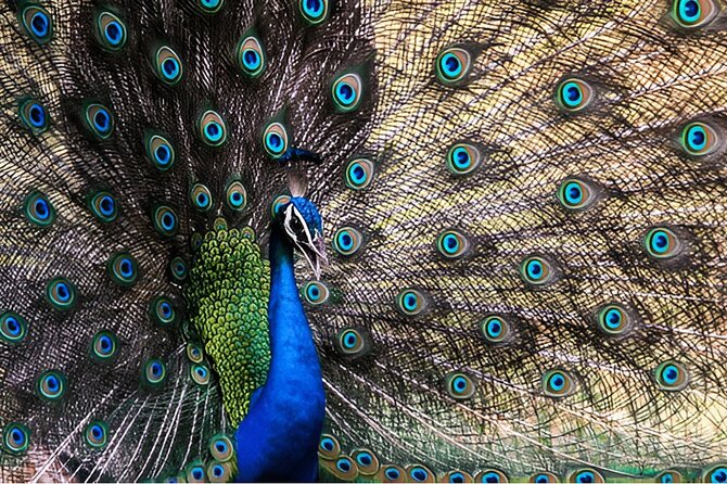 Private Tour from Weligama to Ella with Udawalawe Safari - What makes Udawalawe National Park special?