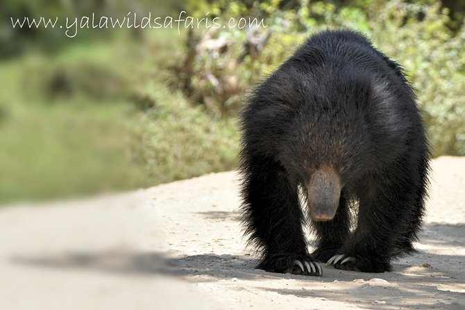 Private Tour : YALA National Park with Experienced Driver and Guide - Why Yala is worth the early start