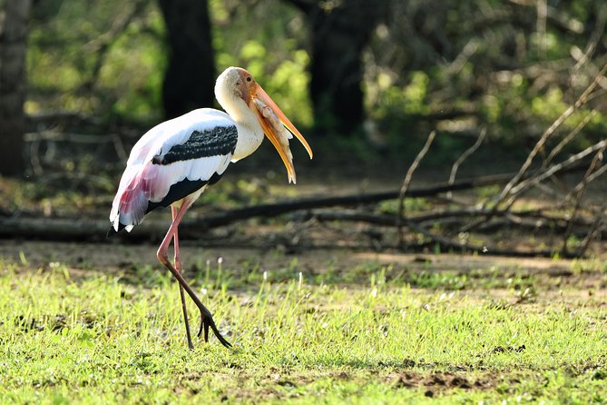 Private Tour : YALA National Park with Experienced Driver and Guide - The guide can make or break the day