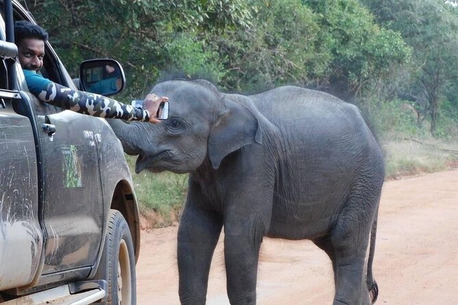 Private Tour : YALA National Park with Experienced Driver and Guide - Searching for the big three