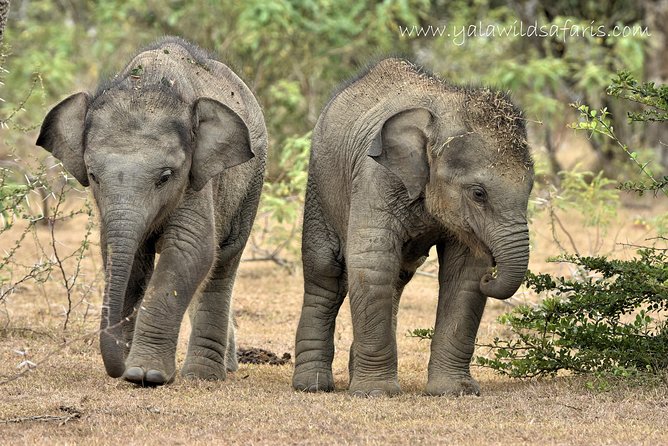 Private Tour : YALA National Park with Experienced Driver and Guide - Birds and smaller sightings deserve attention