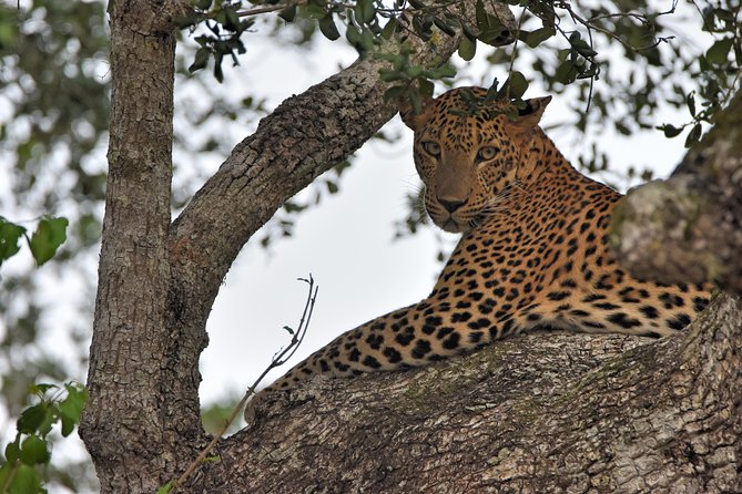 Private Tour : YALA National Park with Experienced Driver and Guide - What the $100 price really buys