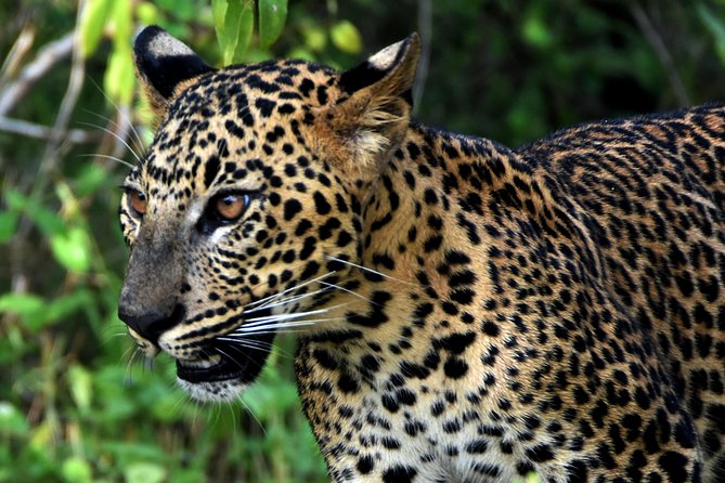 Private Tour : YALA National Park with Experienced Driver and Guide - What the private vehicle changes
