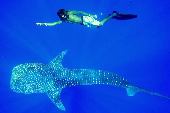 Private Transfer and Whale Watching Tour from Hikkaduwa and Galle - Key Points to Know Before You Book