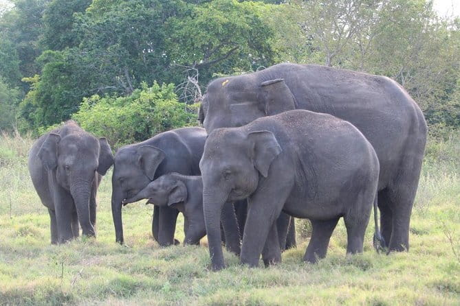 Private Transfer and Whale Watching Tour from Hikkaduwa and Galle - What the Whale-Watching Portion Adds