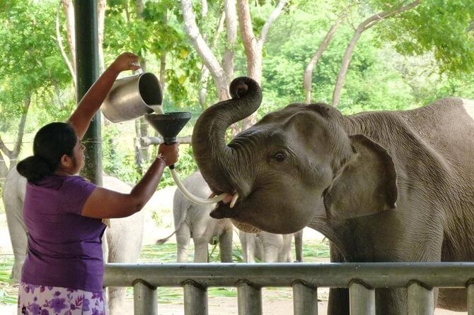 Private Udawalawa Safari Plus Elephant Transit Home Day Trip - Morning or afternoon: which schedule suits you?