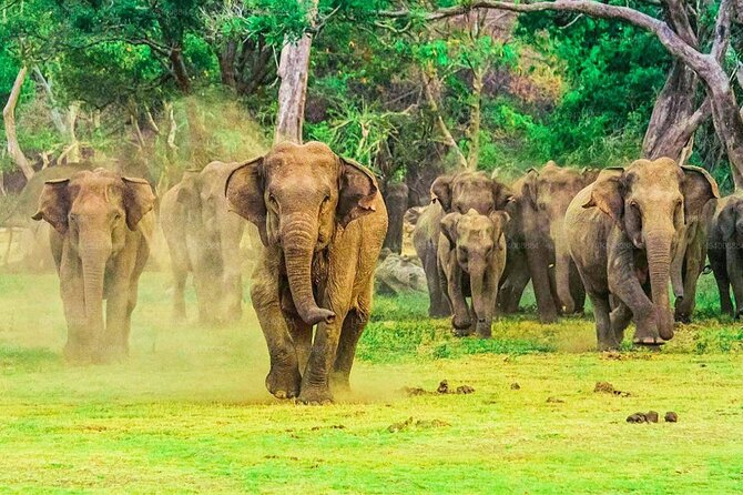 Private Udawalawa Safari Plus Elephant Transit Home Day Trip - Starting from Galle, Weligama, or the road to Tangalle