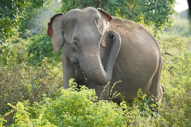 Private Udawalawe Safari Tour with Elephant Transit Home - The Elephant Transit Home’s conservation lesson