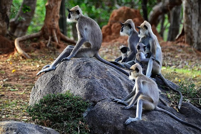 Private Yala Safari Day Trip & Exclusive Beach BBQ Dinner - Practical timing and planning advice