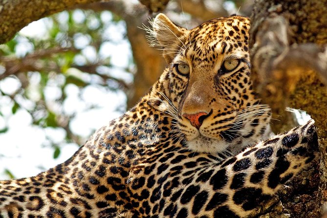 Private Yala Safari Day Trip & Exclusive Beach BBQ Dinner - The 2:30pm pickup from Tissamaharama or Yala