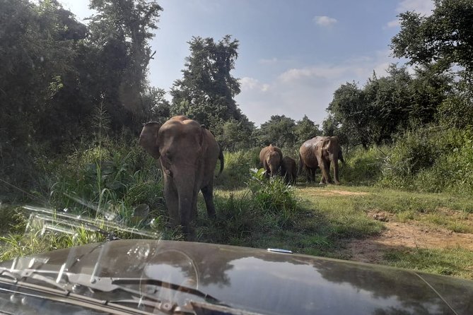 Rangiri Jeep Safari Sigiriya Lion Rock & Evening Jeep Safari - Hurulu Eco Park for a jungle-style elephant search
