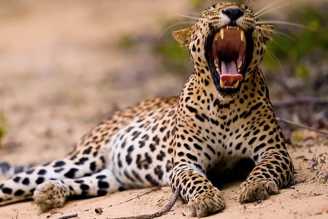 Safari Expedition's in Wild Wonders of Yala - Key points to know before booking