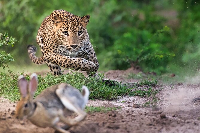 Safari Expedition's in Wild Wonders of Yala - Cancellation and booking details to keep in mind