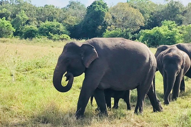 Safari Tour at Minneriya National Park - Key points to know before you book