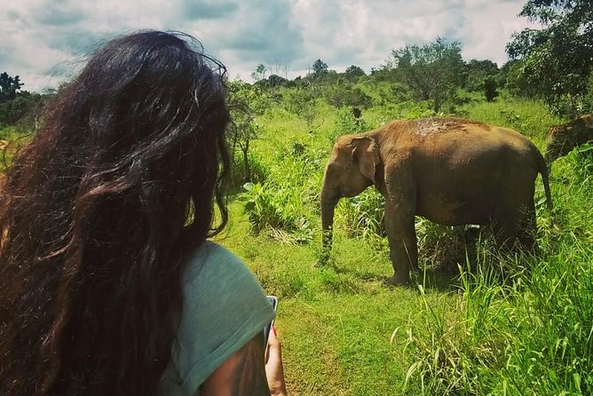 Safari Tour at Minneriya National Park - Choosing the 1:30 pm afternoon safari