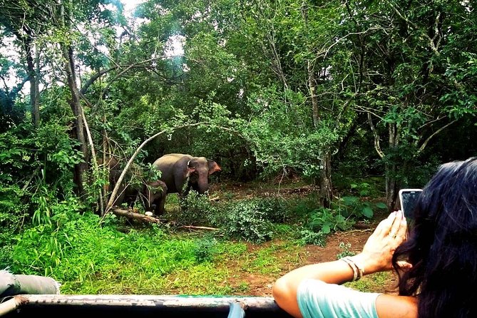 Safari Tour at Minneriya National Park - Why the park choice may change