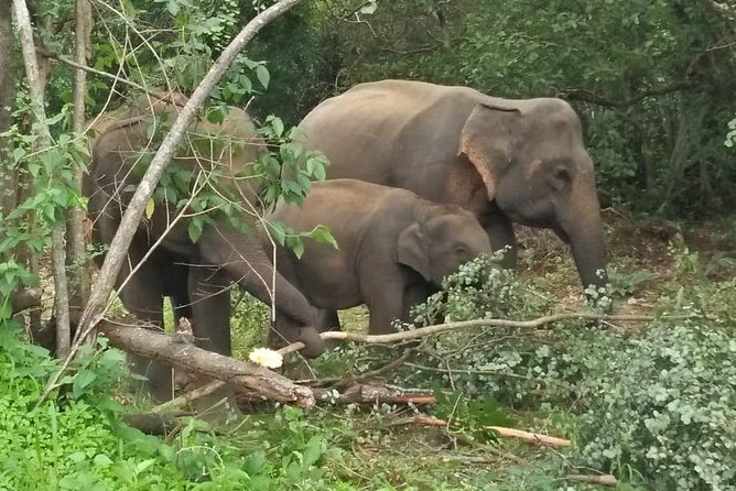Safari Tour at Minneriya National Park - Choosing the 6:00 am morning safari