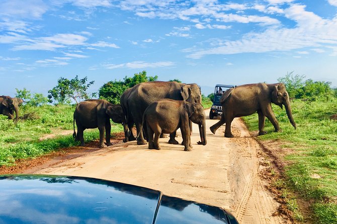 Safari with Sheran Udawalawe National Park - Why Udawalawe is a strong safari choice