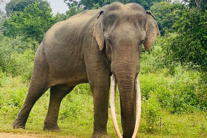 Safari with Sheran Udawalawe National Park - Elephants, birds, and the value of a slower pace