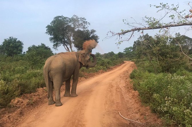 Safari with Sheran Udawalawe National Park - The lakeside breakfast and simple extras